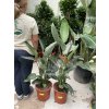 Strelitzia reginae 110 cm