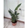 Strelitzia reginae 110 cm