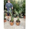 Strelitzia reginae 110 cm