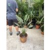 Strelitzia reginae 110 cm