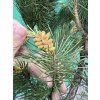 Pinus Pinea 190 cm
