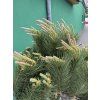 Pinus Pinea 190 cm