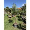 Pinus Pinea 190 cm