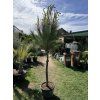 Pinus Pinea 190 cm