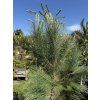 Pinus Pinea 190 cm