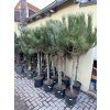 Pinus Pinea 190 cm