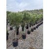 Pinus Pinea 190 cm