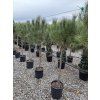 Pinus Pinea 190 cm