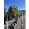 Pinus Pinea 190 cm