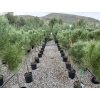 Pinus Pinea 170 cm