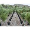 Pinus Pinea 190 cm