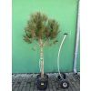 Pinus Pinea 190 cm