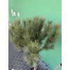 Pinus Pinea 190 cm
