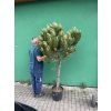 Pinus Pinea 190 cm