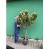 Pinus Pinea 190 cm