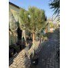 Pinus Pinea 190 cm