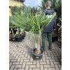 Trachycarpus fortunei, výška 160 cm, kmen 35 cm