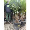 Trachycarpus fortunei, výška 160 cm, kmen 35 cm
