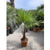 Trachycarpus fortunei, výška 160 cm, kmen 35 cm