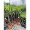 Trachycarpus fortunei, výška 160 cm, kmen 35 cm