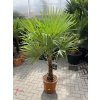 Trachycarpus fortunei, výška 160 cm, kmen 35 cm