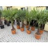 Trachycarpus fortunei, výška 160 cm, kmen 35 cm