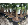 Trachycarpus fortunei, výška 160 cm, kmen 35 cm