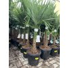 Trachycarpus fortunei, výška 140 cm, kmen 30 cm