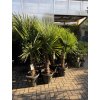 Trachycarpus fortunei, výška 140 cm, kmen 30 cm