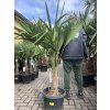 Trachycarpus fortunei, výška 140 cm, kmen 30 cm