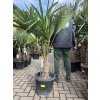 Trachycarpus fortunei, výška 140 cm, kmen 30 cm