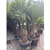 Trachycarpus fortunei, výška 140 cm, kmen 30 cm