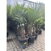 Trachycarpus fortunei, výška 160 cm, kmen 35 cm