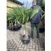 Trachycarpus fortunei, výška 140 cm, kmen 30 cm
