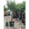 Trachycarpus fortunei, výška 160 cm, kmen 35 cm