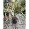 BUTIA CAPITATA 130 CM