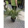 BUTIA CAPITATA 100 CM