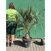 BUTIA CAPITATA 145 CM