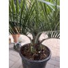 BUTIA CAPITATA 130 CM