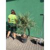 BUTIA CAPITATA 145 CM