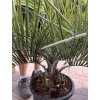 BUTIA CAPITATA 100 CM