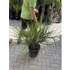 BUTIA CAPITATA 100 CM