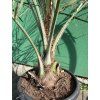 BUTIA CAPITATA 145 CM
