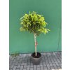 MANDARINKA RETICULATA 150 CM