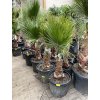 WASHINGTONIA ROBUSTA 150 CM