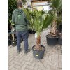 WASHINGTONIA ROBUSTA 150 CM