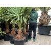 WASHINGTONIA ROBUSTA 150 CM