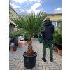 WASHINGTONIA ROBUSTA 150 CM