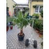 WASHINGTONIA ROBUSTA 150 CM