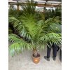 Cycas circinalis, cykas 170 cm